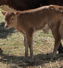 SHERIDAN X CASANOVAS ROYALTY bull
