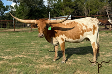 GLR MONIKAS CRACKER GAL