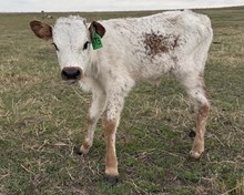 GLR SHEZ HANGIN' HIGH 