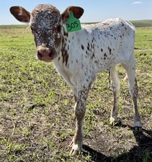 GLR SHEZ SMOKIN' HOT GAL