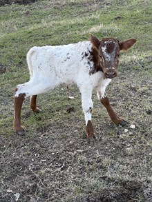 REAL DEAL X CASANOVA SHEZA WHIP bull