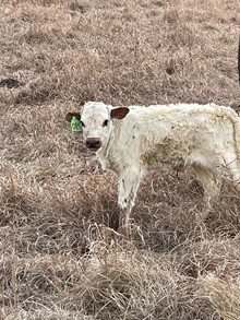 DILLON X LACY TUFF bull