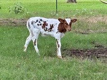 heifer Zara x Higher Ground  512