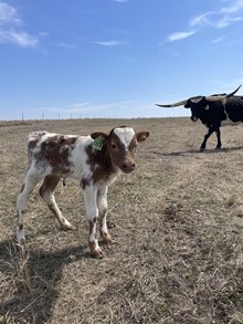 CACTUS JACK X MIDNIGHT GOLD bull