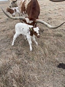 CACTUS JACK  X CASANOVA SHEZA WHIP bull