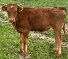 TROUBADOUR X SEAHORSE  heifer