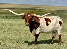 GLR MONACOS SITTIN TEXAN