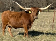 GLR DOUBLE MERMAID GAL