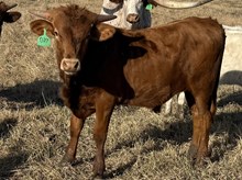 GRATE IRON X CUT N DRAG bull