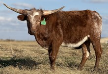 GLR CACTUS PEARL GAL