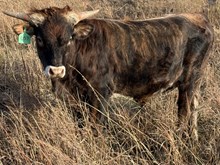 SHERIDAN X CASANOVAS ROYALTY bull