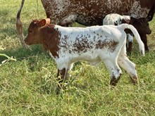 Johnny Yuma BCR 521