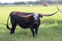 Brazos Kaliko 95/22