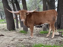 1 BUX 22  # 2092 20G X SOCKS