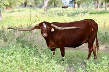 Brazos Dottie 864