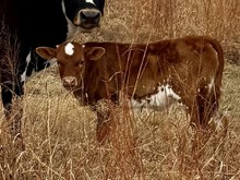 SHERIDAN X TEXANA ROYALE bull II