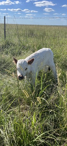 LAZY J MILEY X SUNHAVEN TUFF SAFARI bull