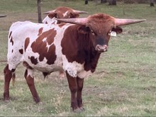 8/5/24 RIM ROCK FIONA BC