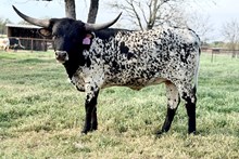 RJF Pacific Rose TAG 440