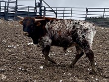 Heart breaker x cosmic Grace bull 