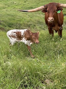 SHERIDAN  X CONCEALED CRACK bull