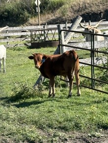 LLL Lucky X El Camino 25 Bull