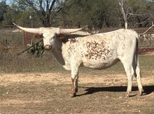 BR Livin’ the Dream 13