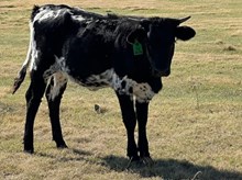 Legacy x Starlight Heifer Calf 
