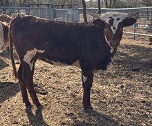 RR Cactus To The Rescue