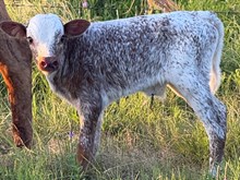 CACTUS JACK X MONIKAS ROYALTY bull