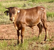 BG West Texas Cowboy 40