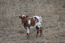 Bar r calf 2