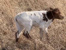 GLR HANG'EM TWICE GAL