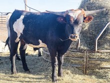 3P ROYAL CASINO NIGHT 