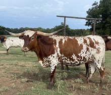 Rangers Pearl