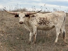 BR Livin’ the Dream 13