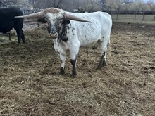 Sweet Adelita Bull 24