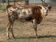 BR RD/ Top 20 gal 6594