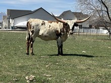 Ziggy Heifer