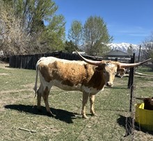 Rustic heifer 24