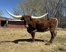Lucky Heifer