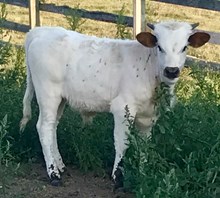 YR Bull Calf