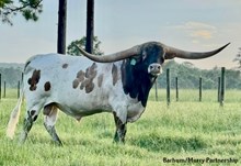 RJF COWBOY REB