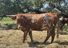 #15 #G8 JJ X REBELLIOUS TAG #15