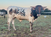 #49 BUX Cool PROMISE