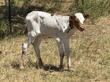 Wildfire x Rio Angel STEER calf