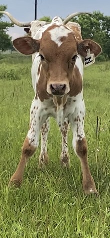 BCR Bingo Heifer