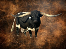 SEMEN-JH RURAL SAFARI SON-2 SEXED STRAWS