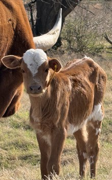 2026 Delightful Memory Heifer