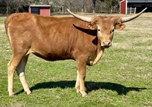 Jamaka 24 Heifer